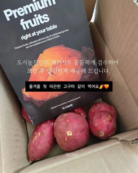 도시농장 달달촉촉 호박고구마 당구마