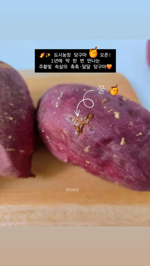 도시농장 달달촉촉 호박고구마 당구마